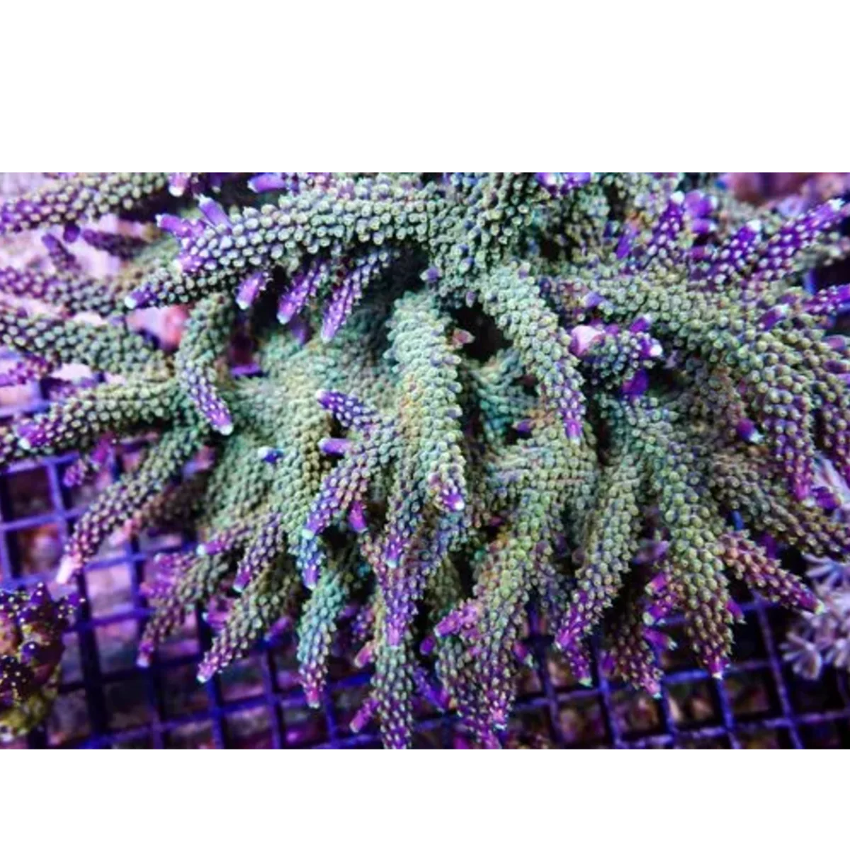 Acropora - Joker