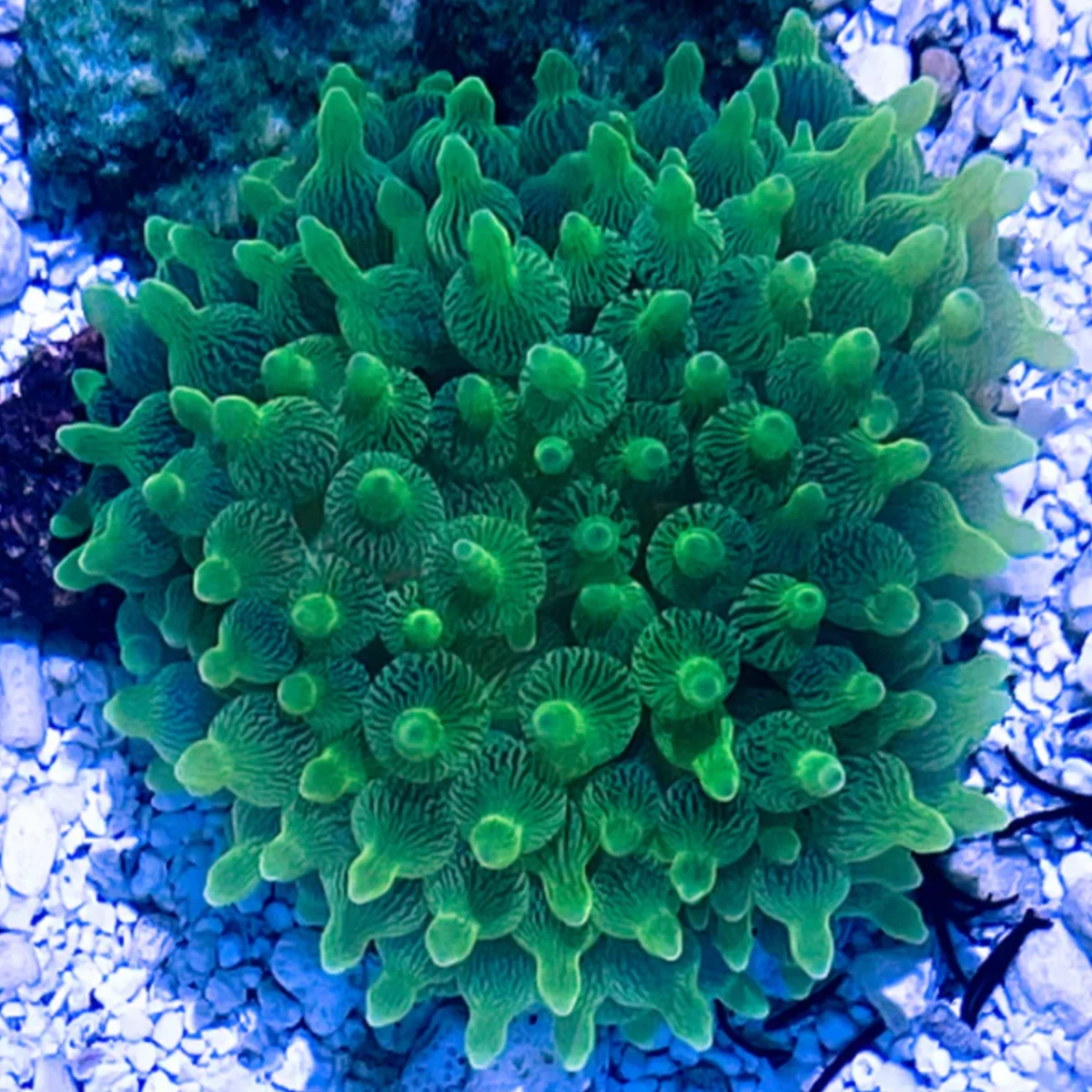 Anémone Entacmaea quadricolor - Green