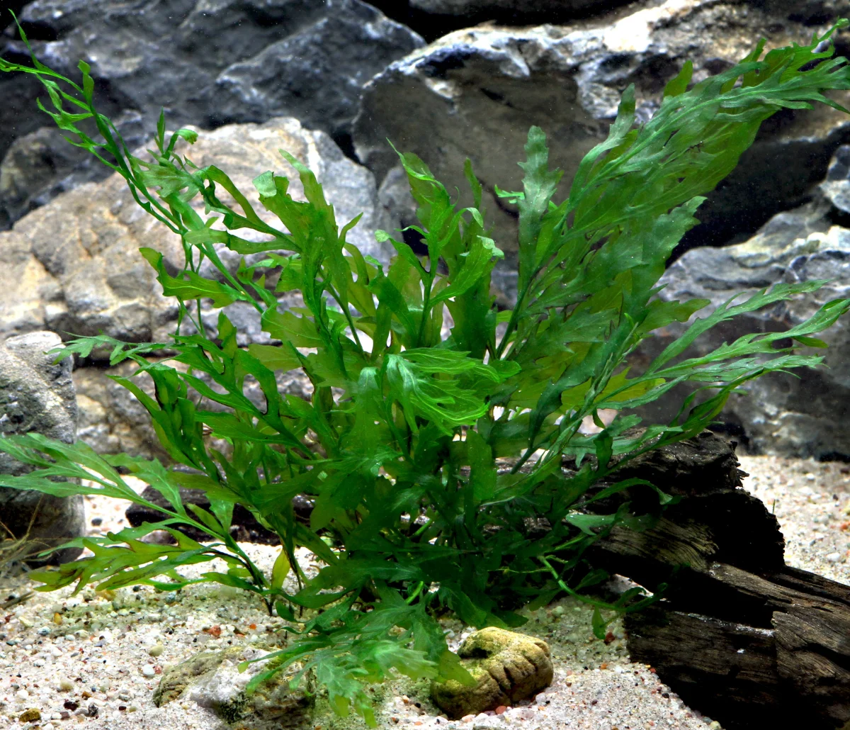 Bolbitis Heudelotii
