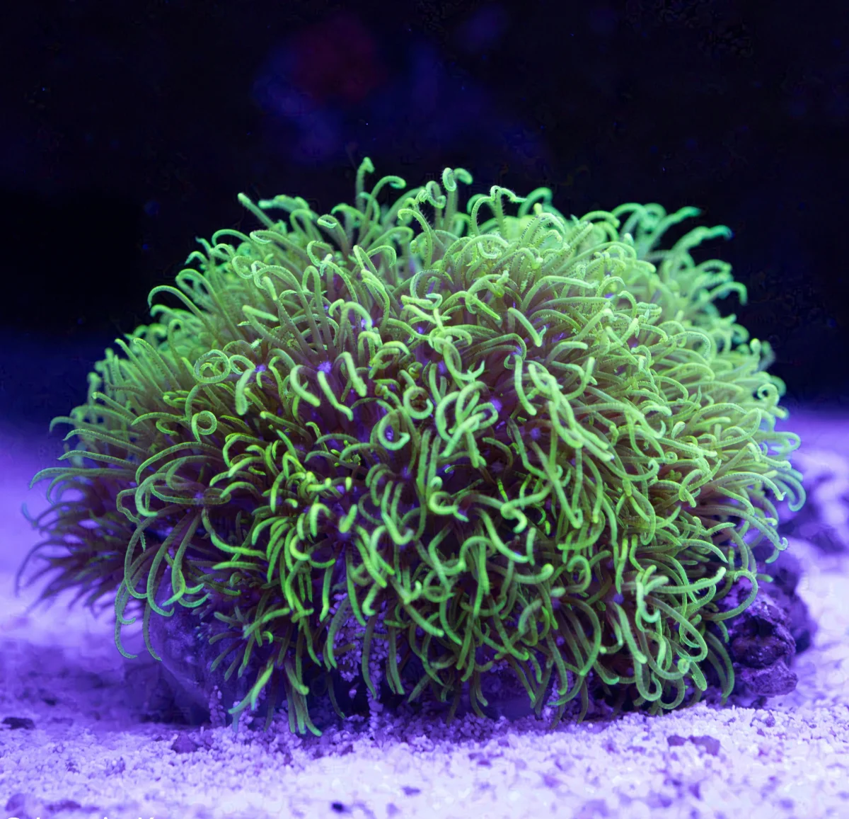 Briareum Hamrum