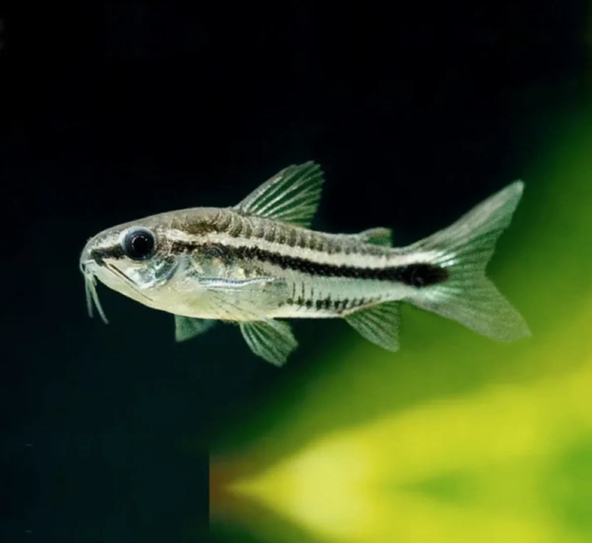 Corydoras pygmée