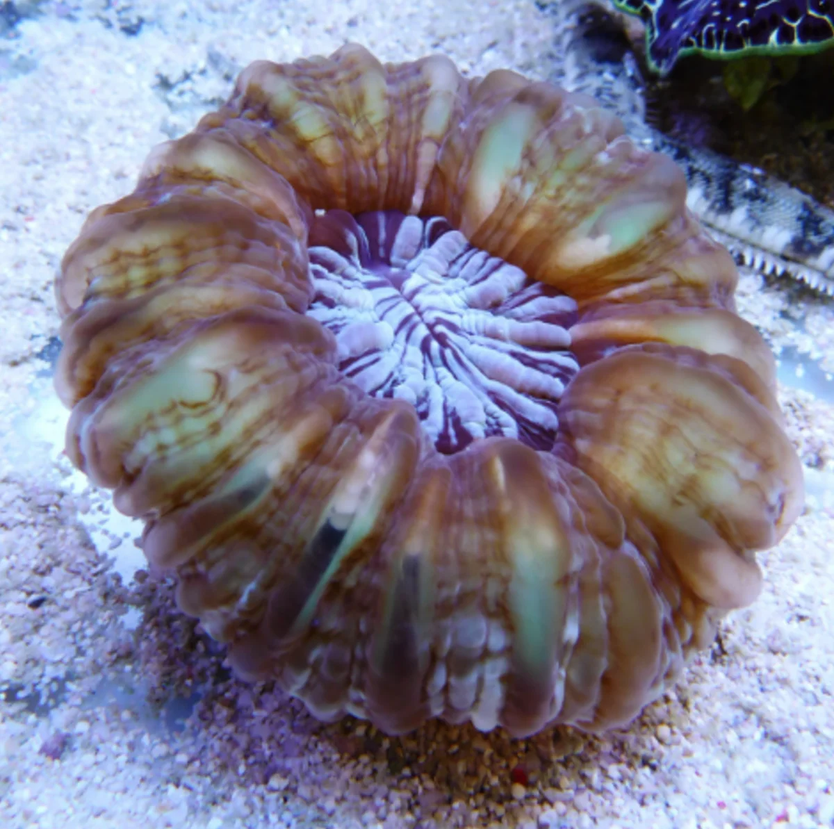 Cynarina Lacrymalis