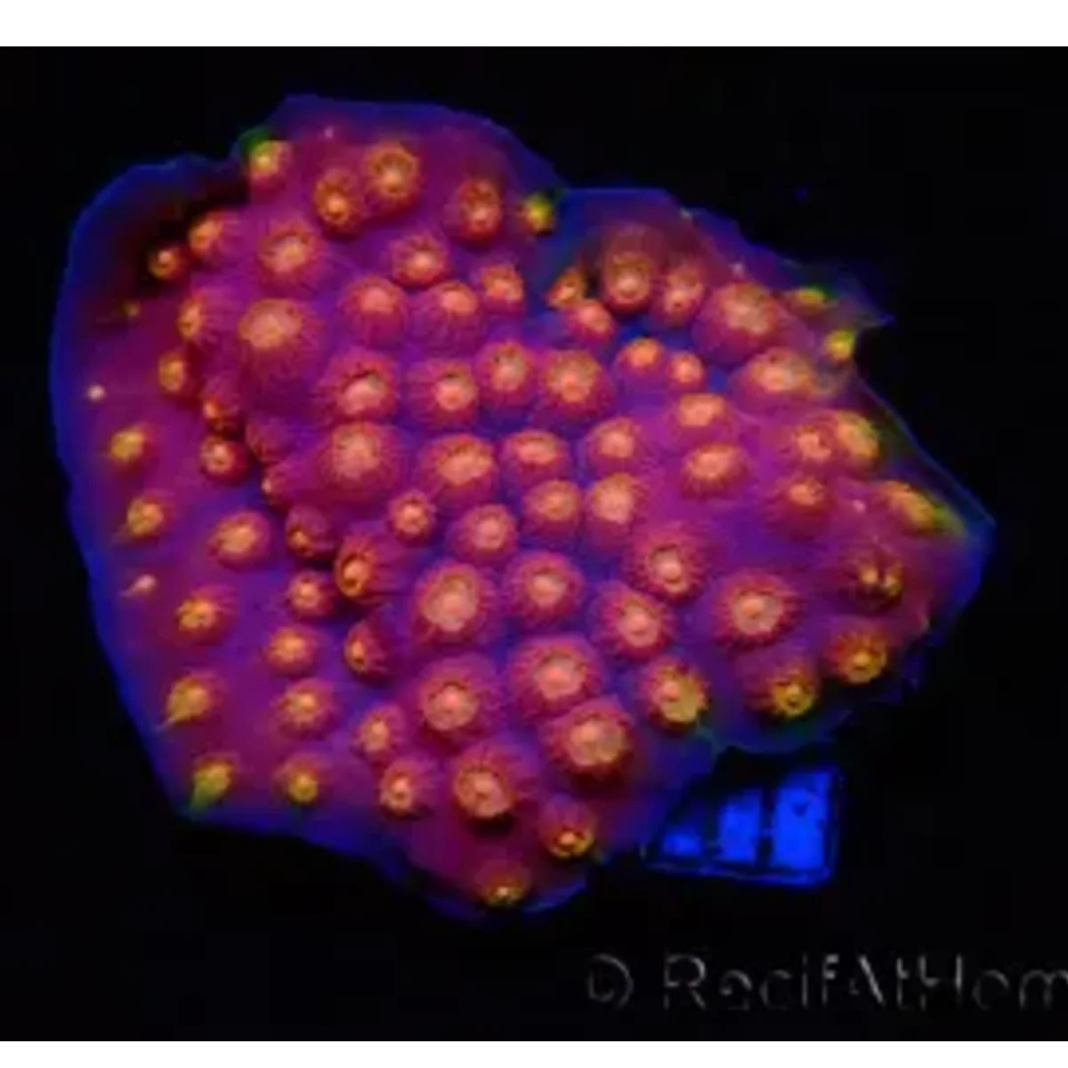 Cyphastrea Rainbow Madness - WWC Rainbow Madness
