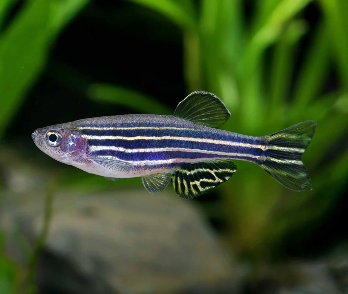 Danio Rerio  - Poisson zèbre