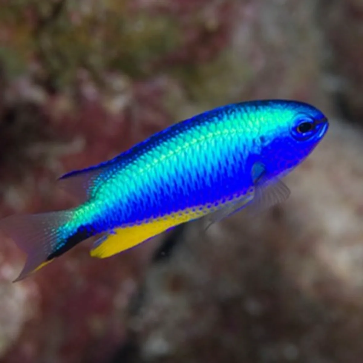 Demoiselle d'Allen