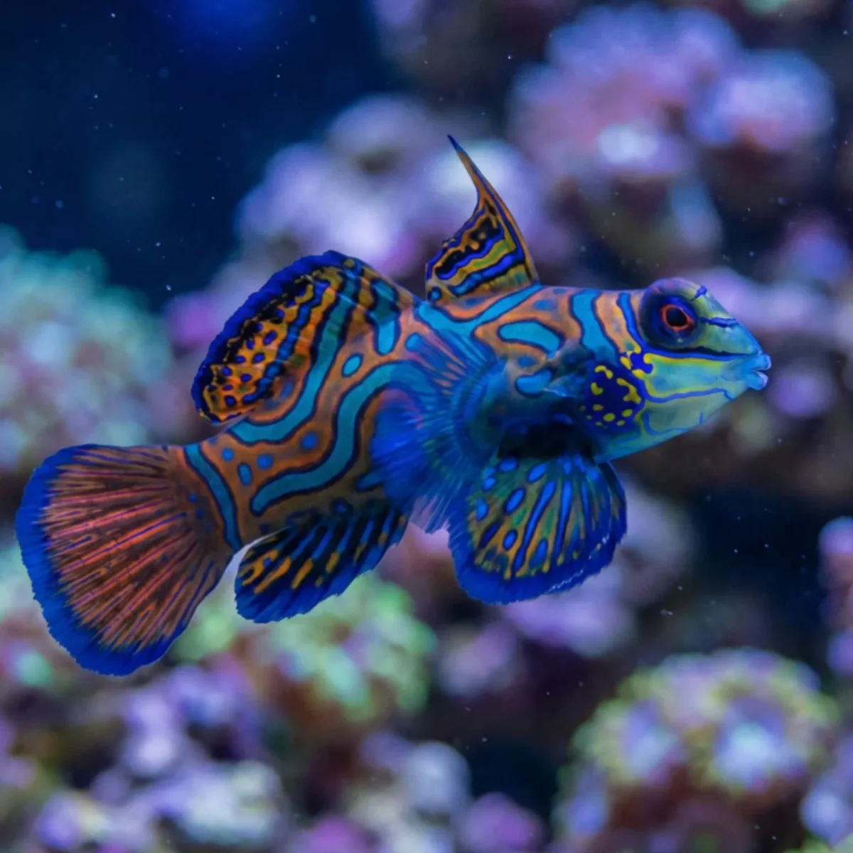 Dragonnet Mandarin