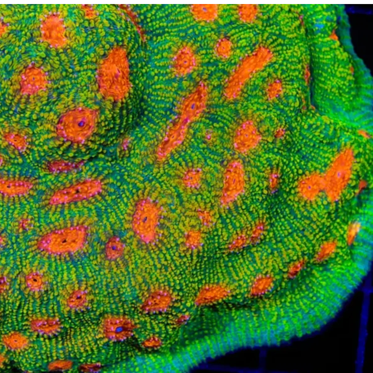 Echinophyllia Bubble Gum - Bubble Gum