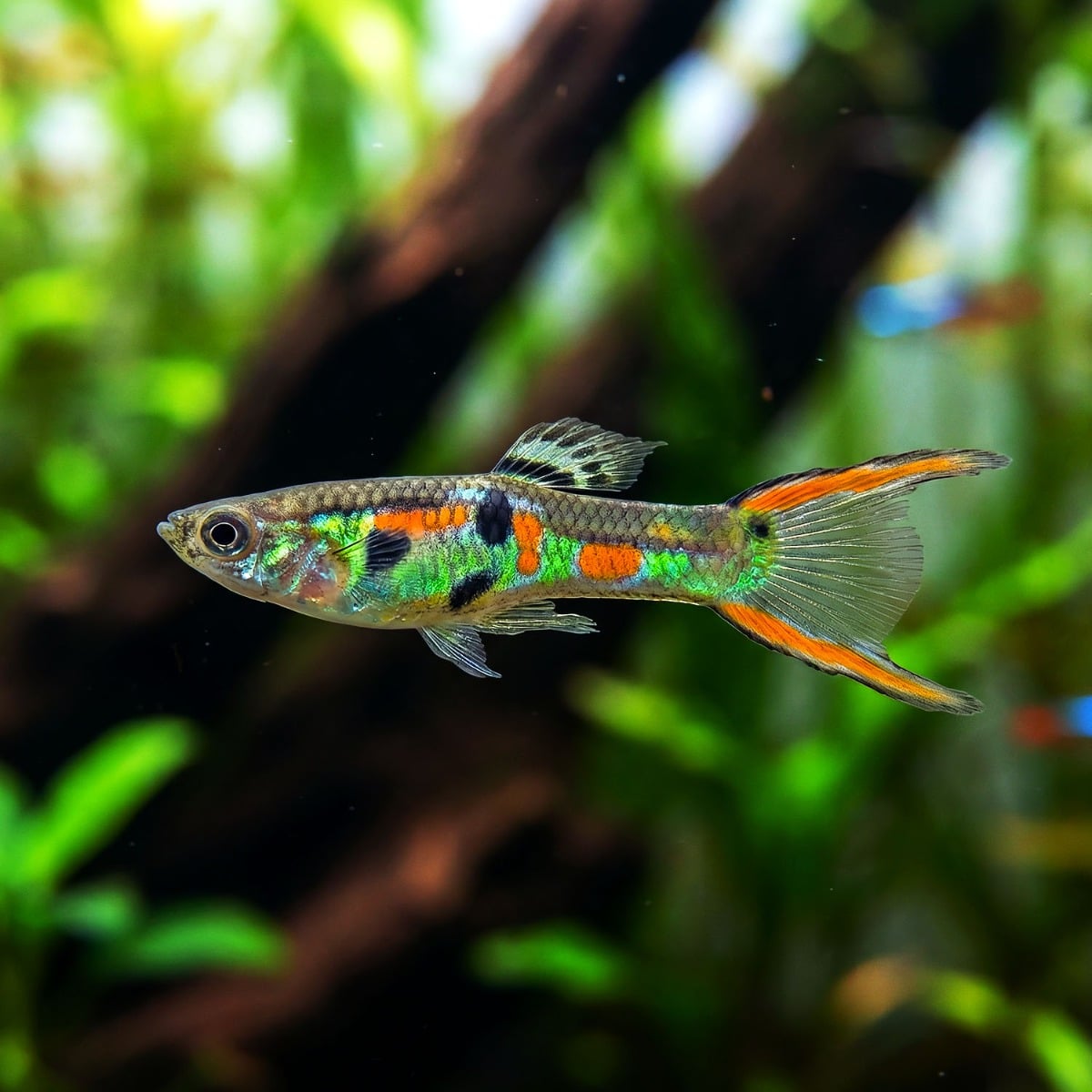 Guppy Endler