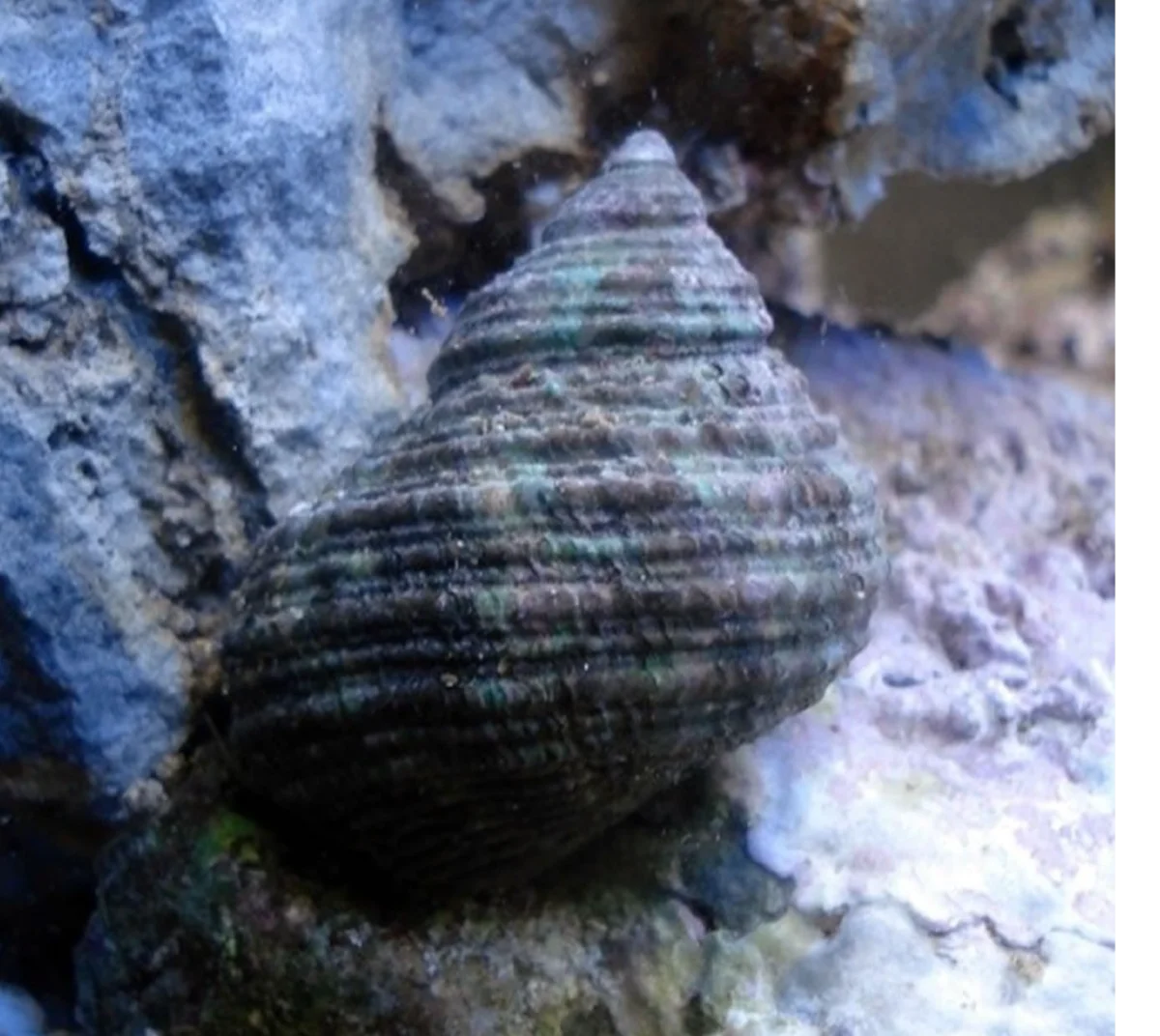 Escargot Turbo Brunneus
