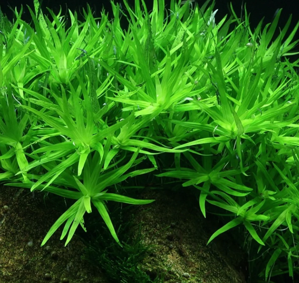 Heteranthera Zosterifolia