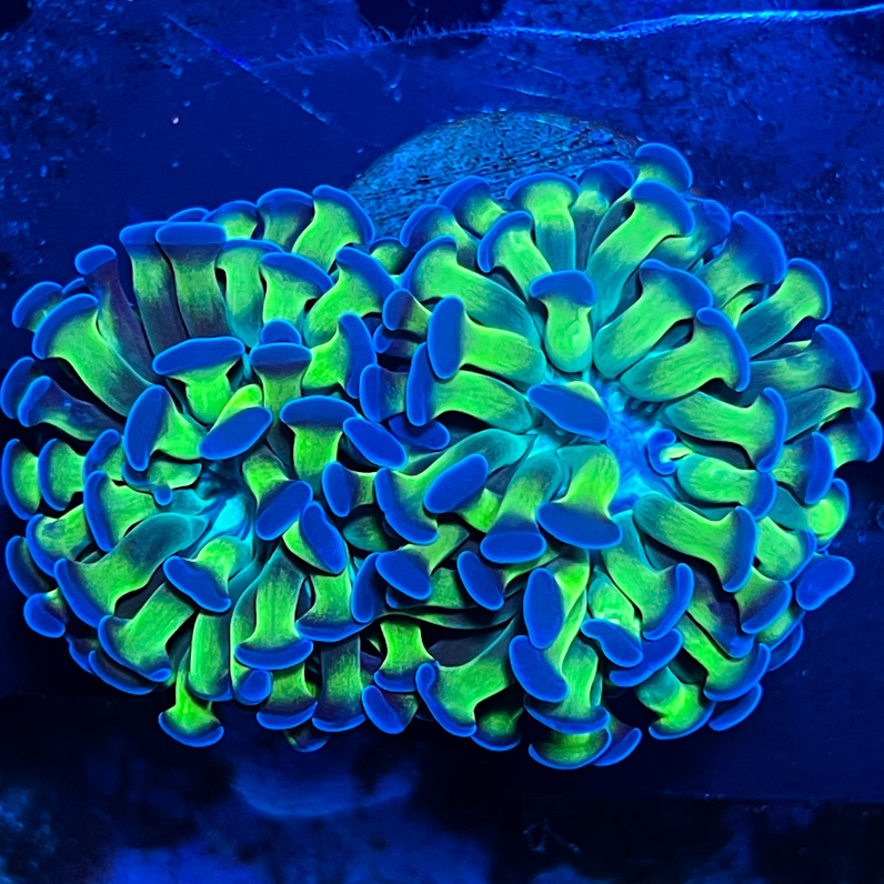 corail marteau