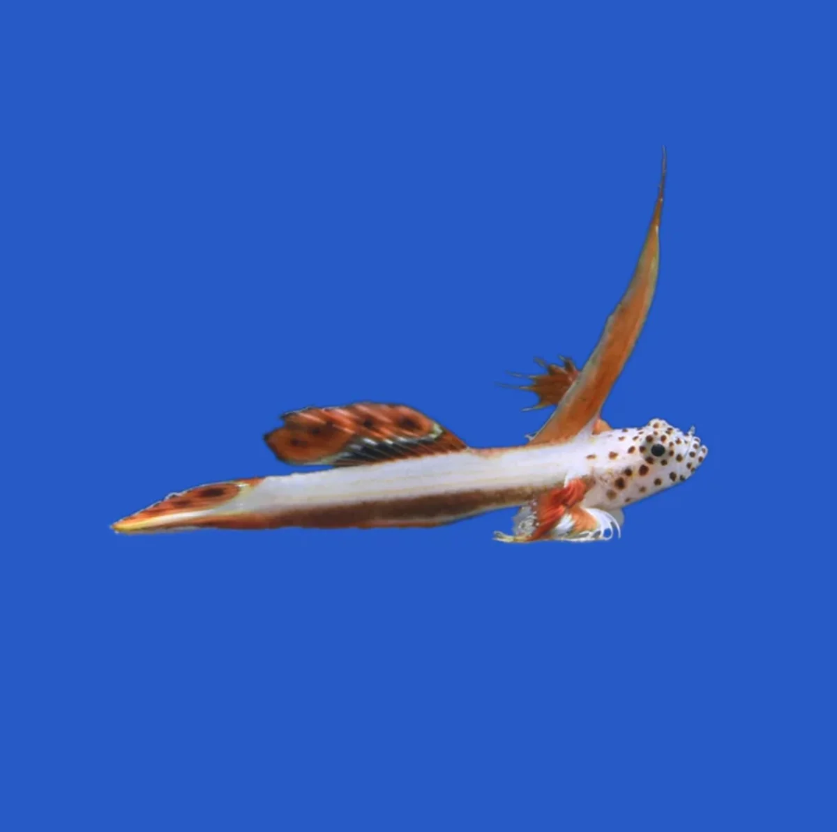 Gobie de Feu