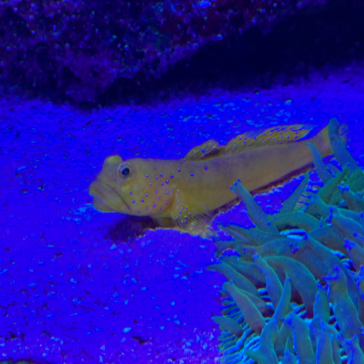 Gobie jaune à taches