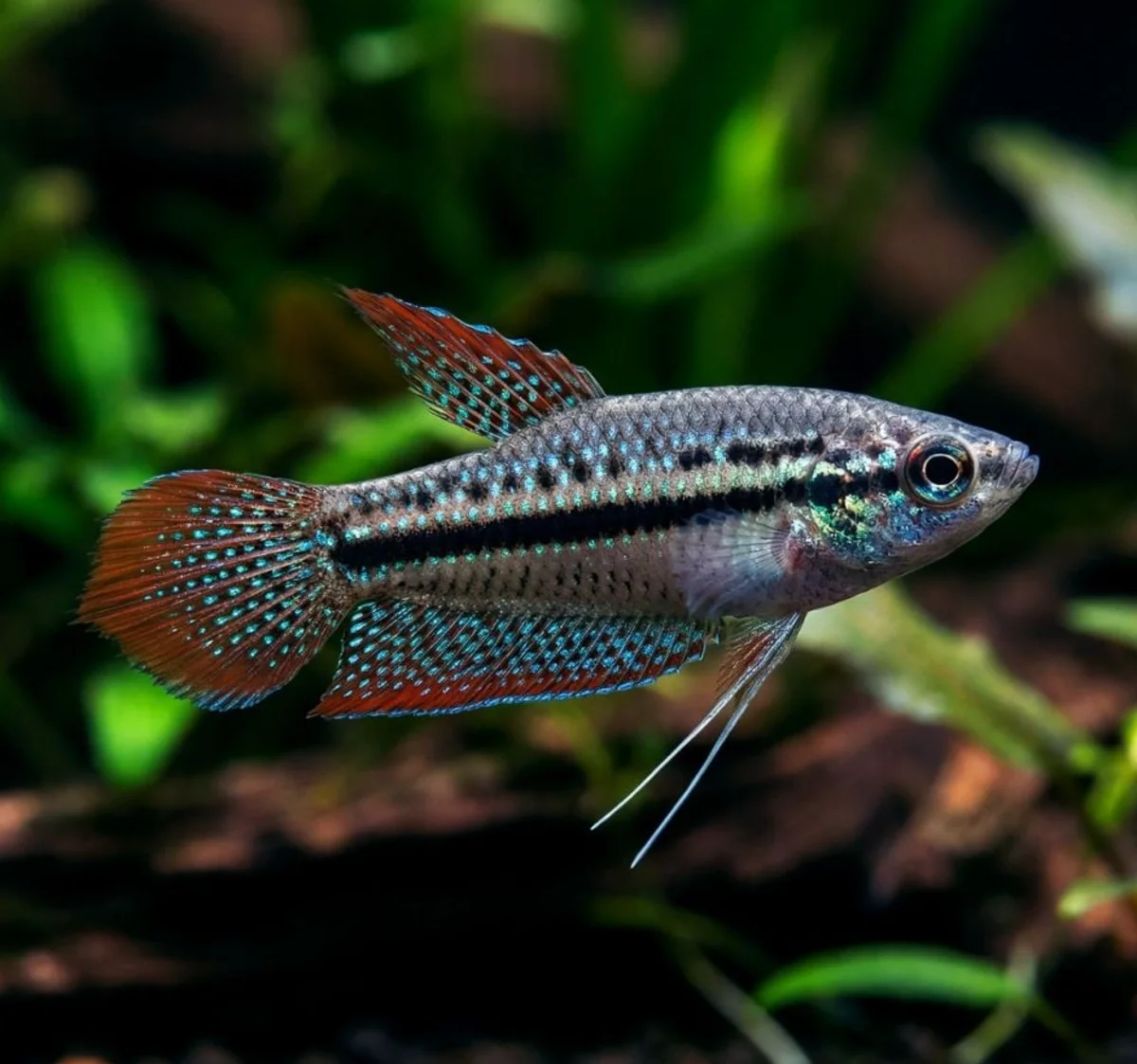 Gourami grogneur