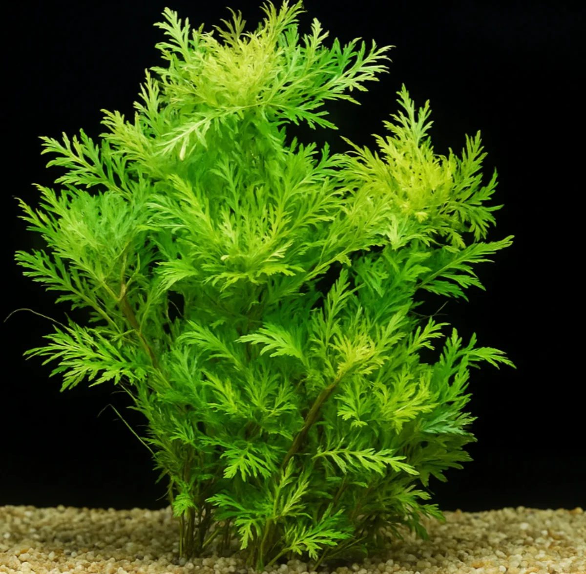 Hygrophila Difformis