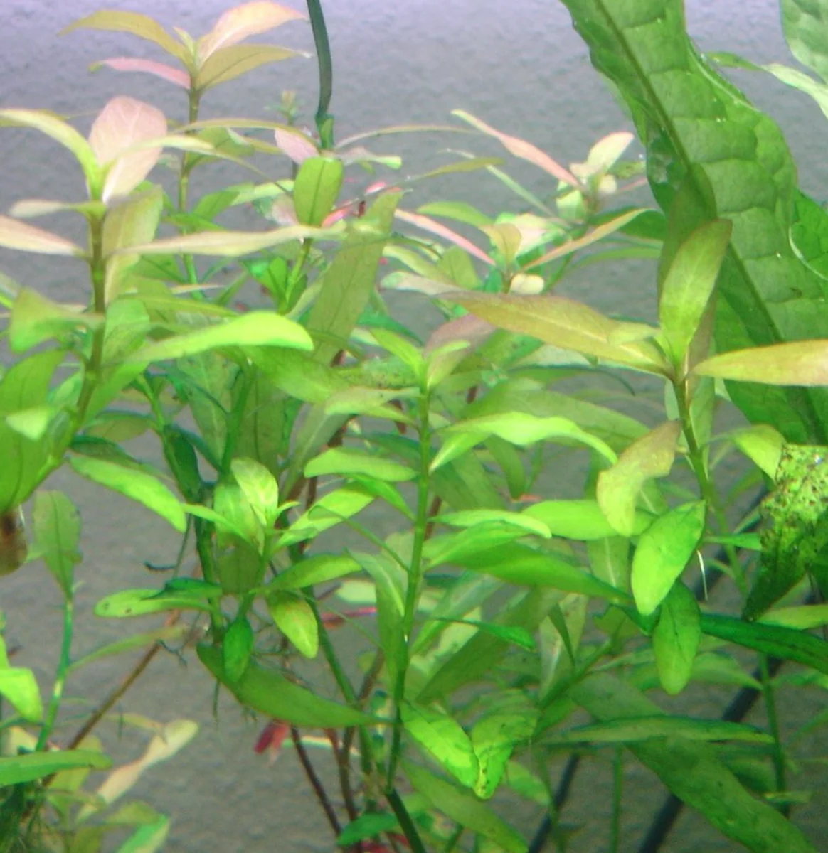 Hygrophila Polysperma