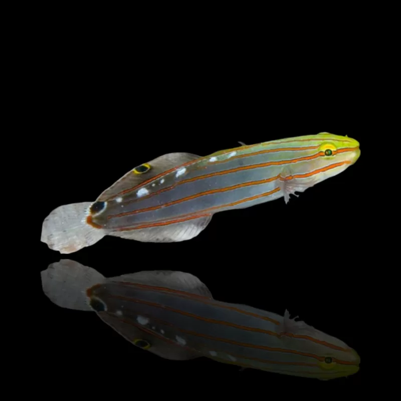 Gobie de Rainford (amblygobius rainfordi)