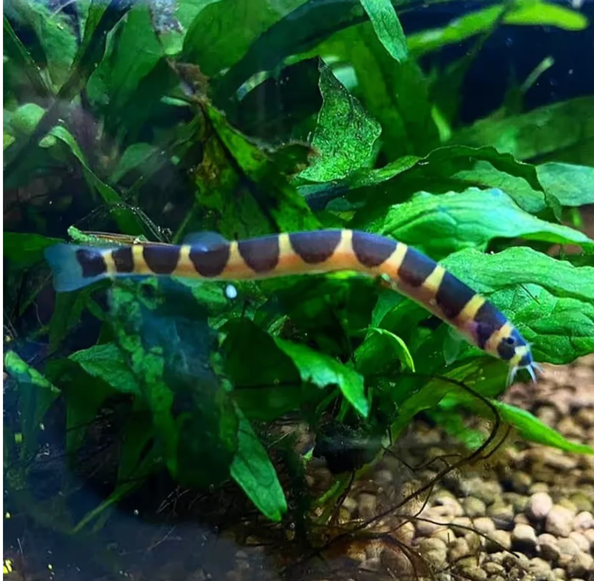 Kuhli
