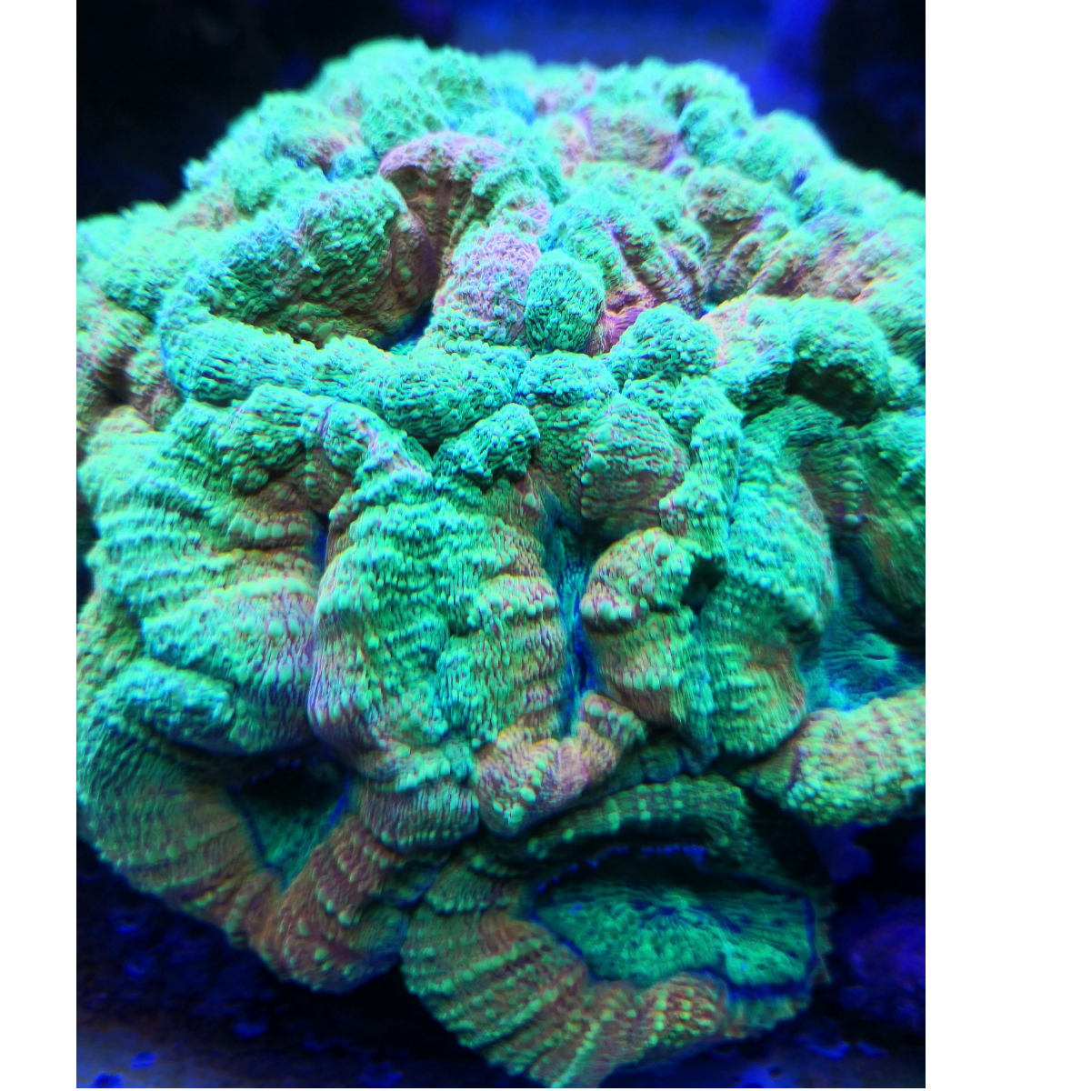 Lobophyllia Rainbow - Rainbow
