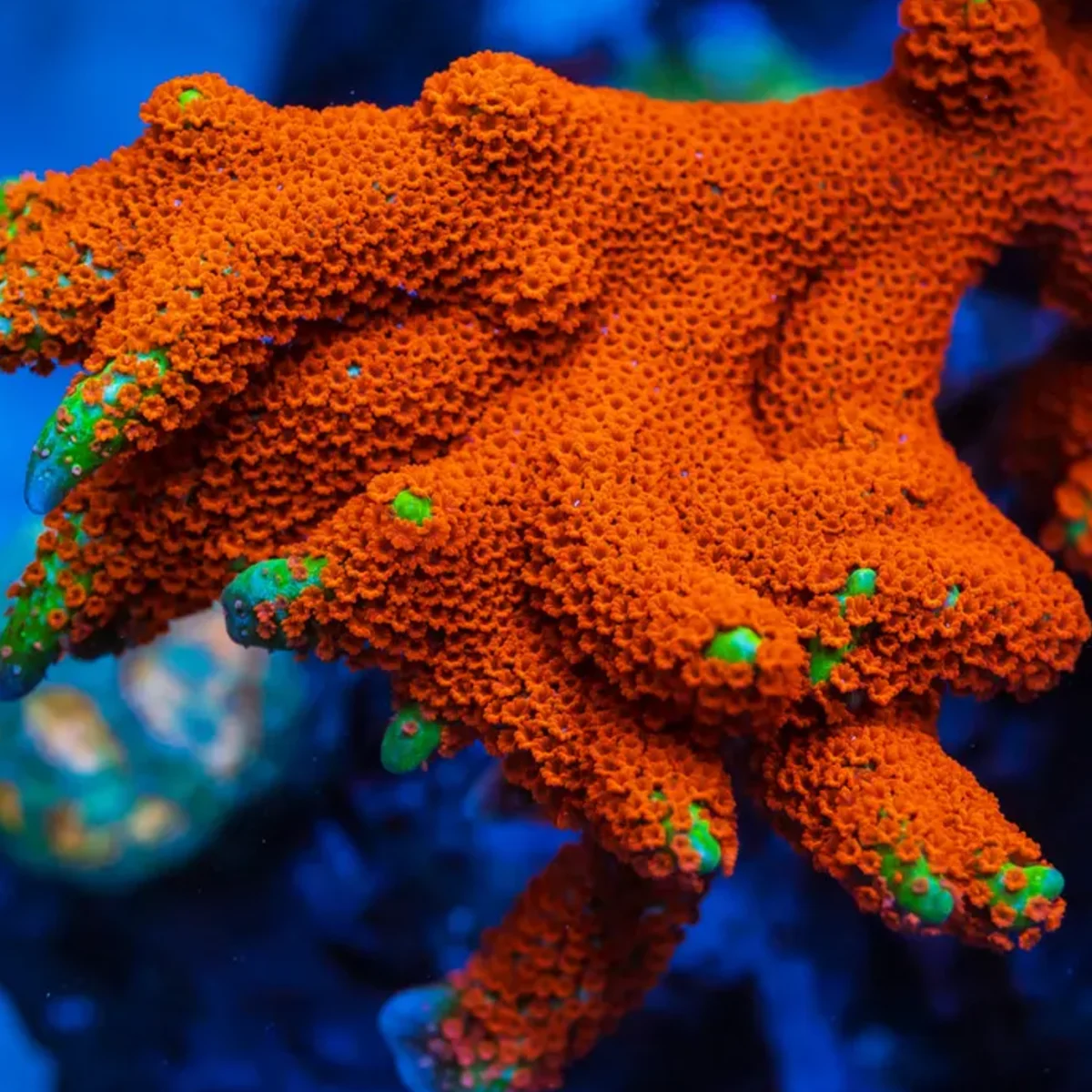 Montipora Digitata - fire forest