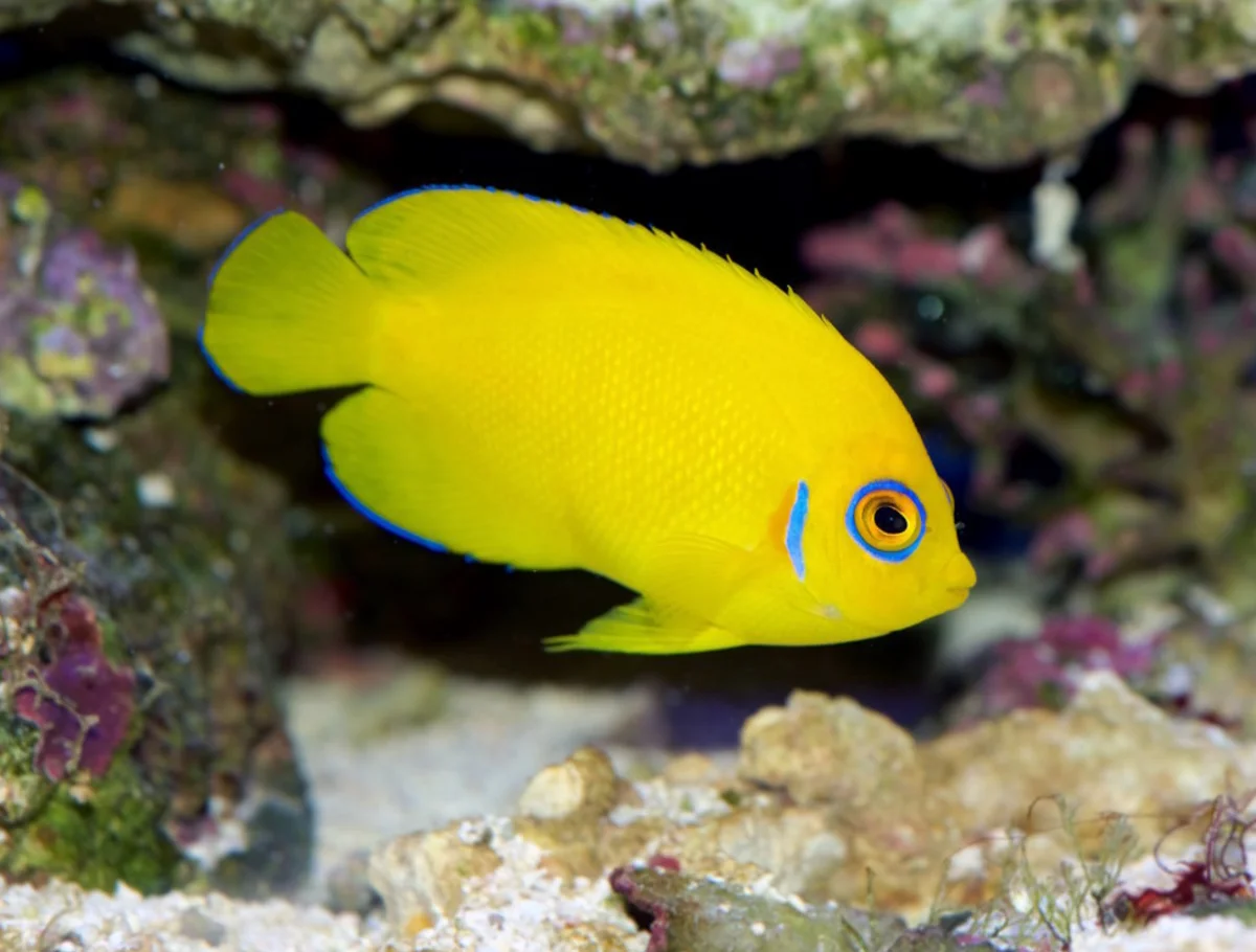 Poisson ange nain citron