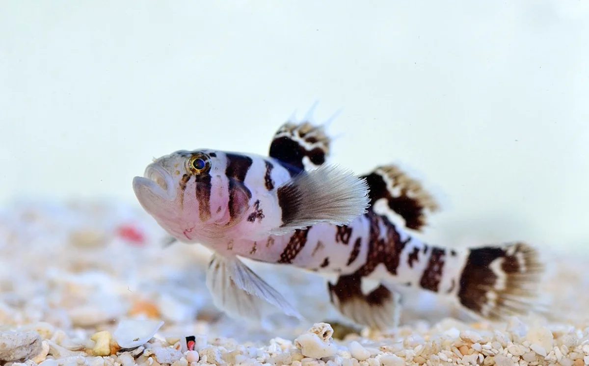 Priolepis Nocturna