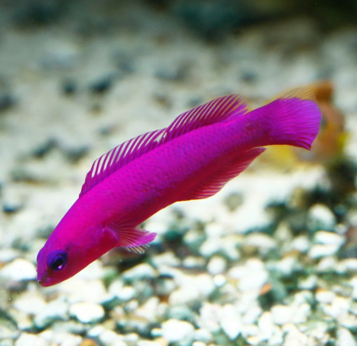 Pseudochromis orchidée - Serran orchidée