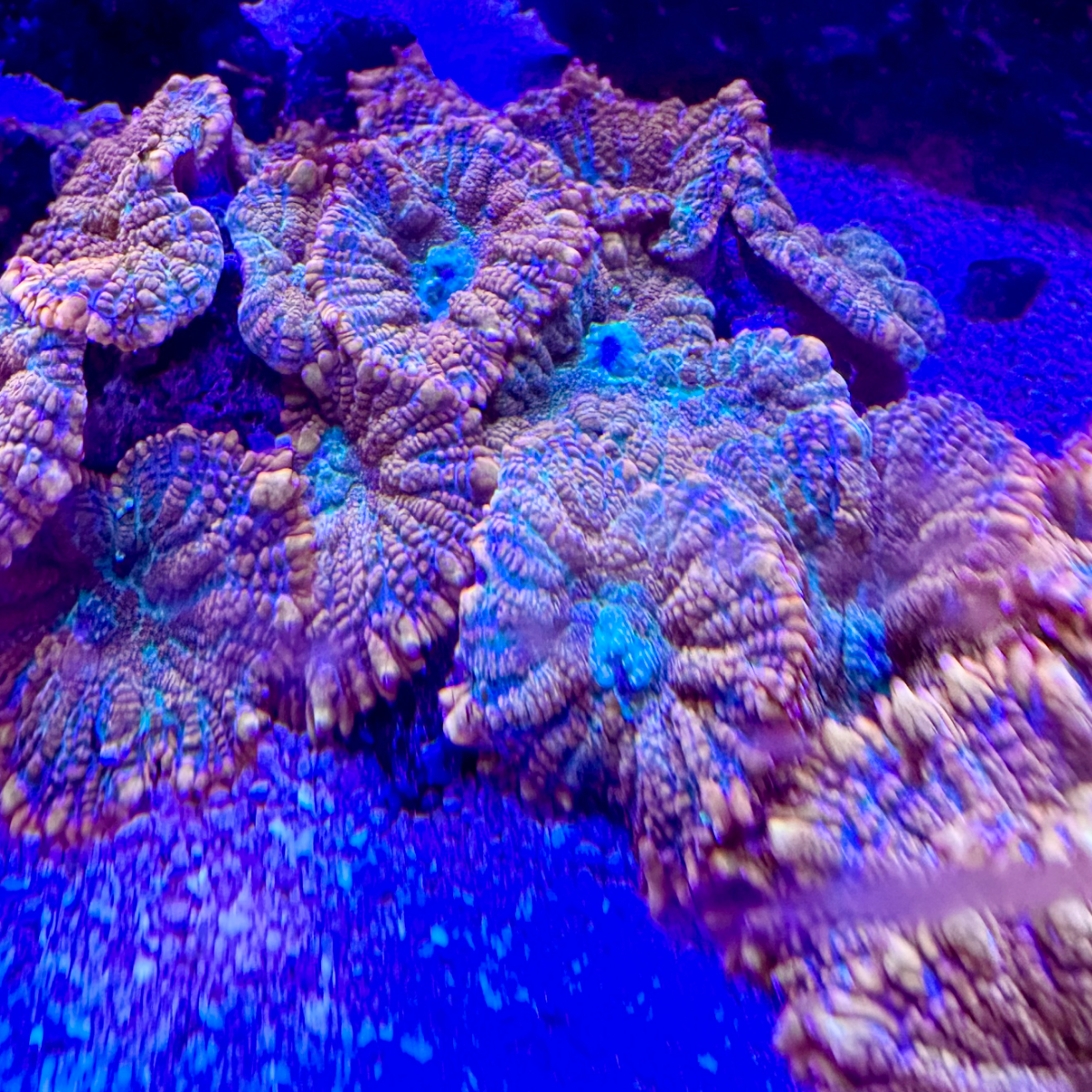 Rhodactis Fire Forest