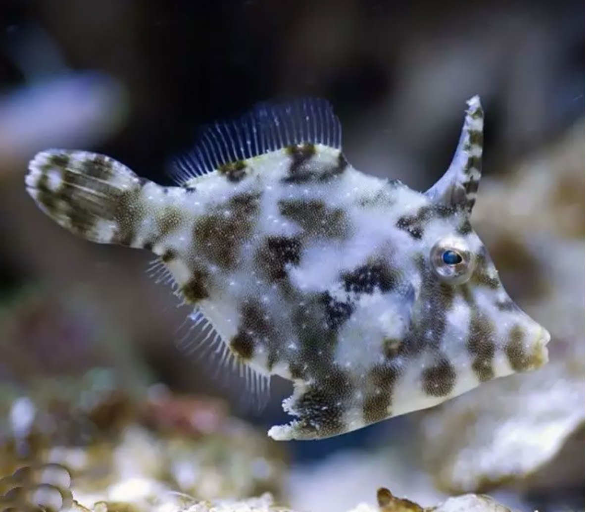 Tomentosus