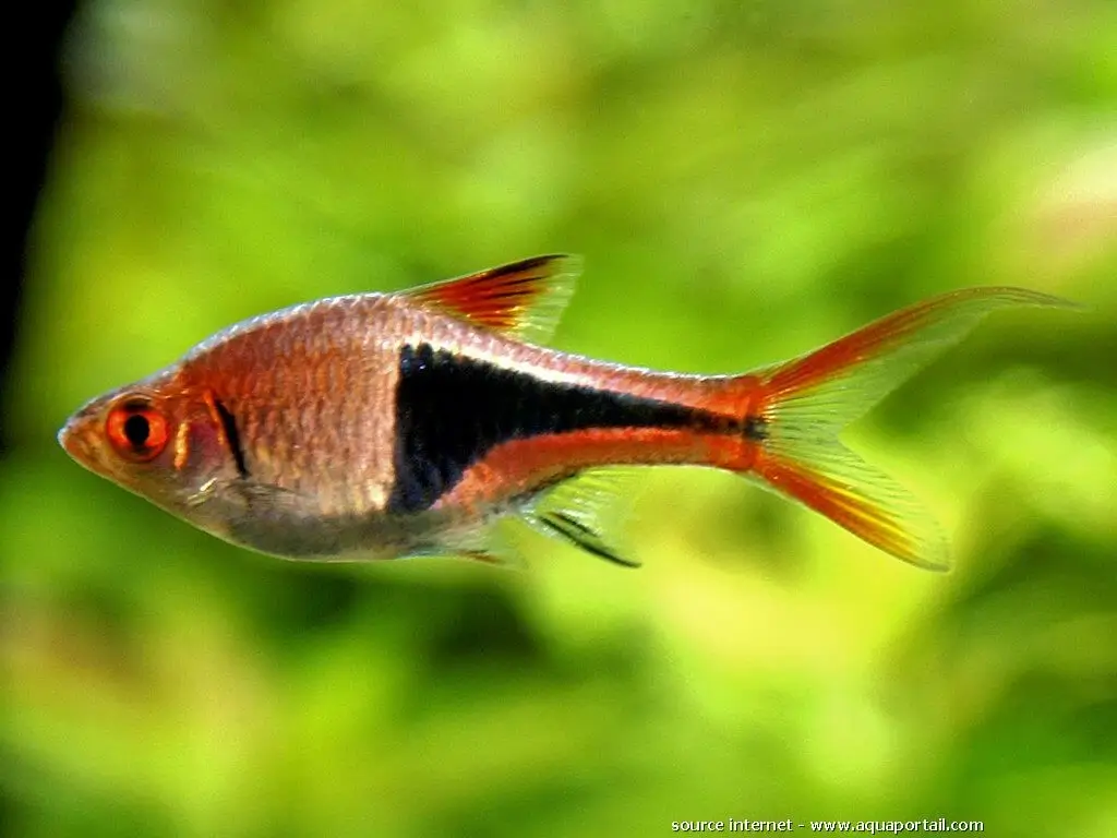 Rasbora arlequin