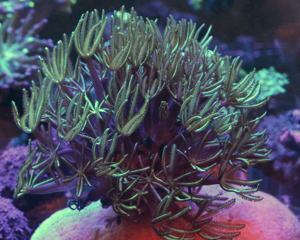 Corail Orgue