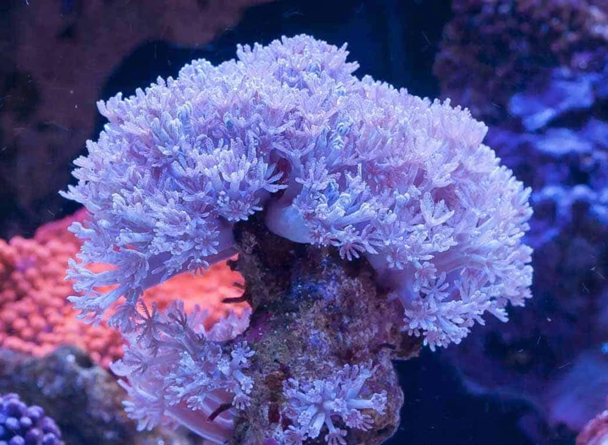 Xenia Pumping