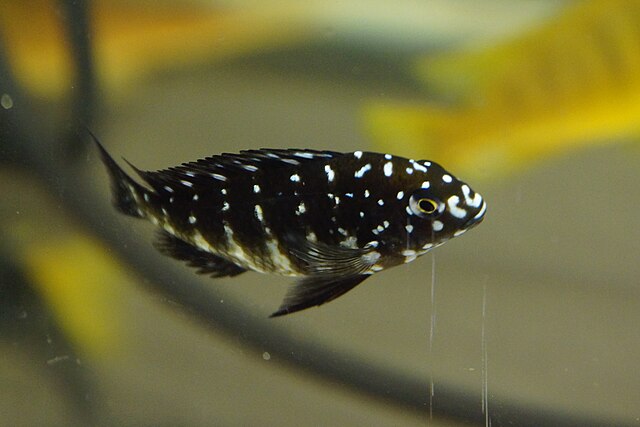 Tropheus duboisi