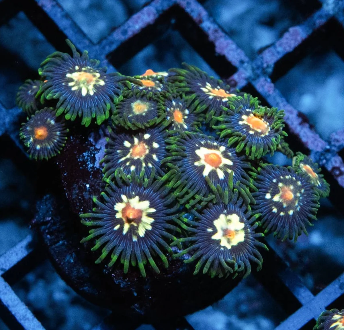 Zoanthus - Stargazer